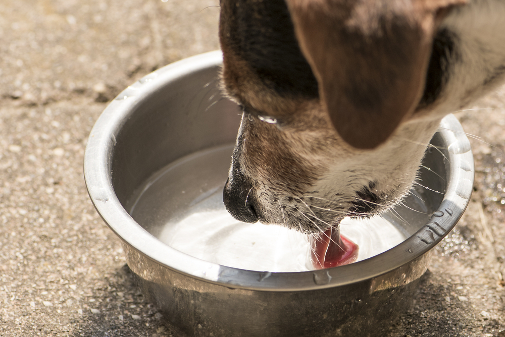 子犬の水の飲ませ方！水を飲まない犬に水分を取らせる方法とは？ しつけの教科書〜正しい子犬のしつけ方〜