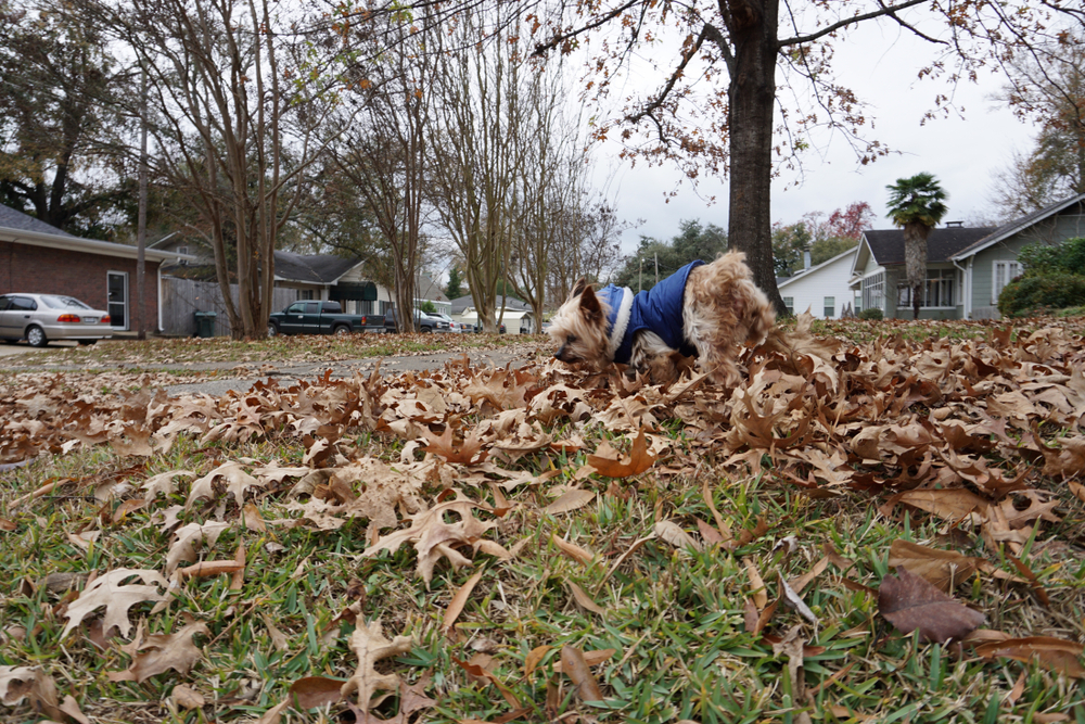 子犬が散歩中に石を食べる！枝や枯れ葉の拾い食いを防止するしつけ方法！ しつけの教科書〜正しい子犬のしつけ方〜